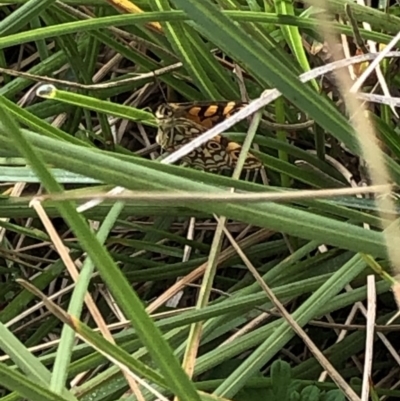 Oreixenica lathoniella (Silver Xenica) at Kosciuszko National Park - 7 Mar 2020 by Jubeyjubes