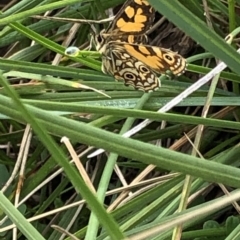 Oreixenica lathoniella at Kosciuszko National Park, NSW - 8 Mar 2020