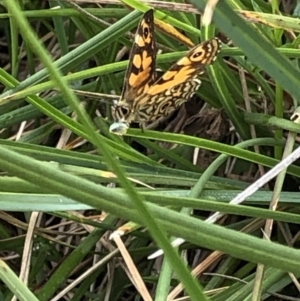 Oreixenica lathoniella at Kosciuszko National Park, NSW - 8 Mar 2020