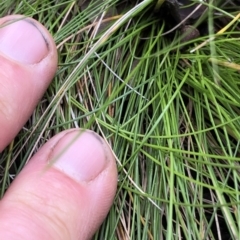 Poa sp. (A Snow Grass) at Kosciuszko National Park, NSW - 7 Mar 2020 by Jubeyjubes