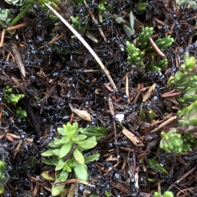 Unverified Ant (Hymenoptera, Formicidae) at Kosciuszko National Park - 8 Mar 2020 by Jubeyjubes