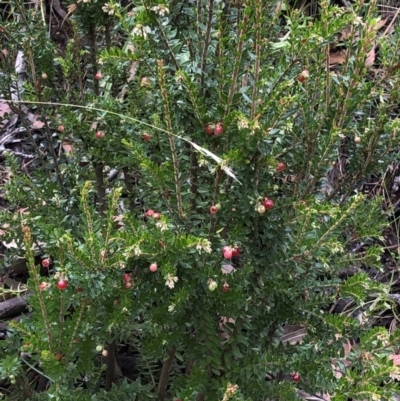 Acrothamnus montanus at Kosciuszko National Park, NSW - 8 Mar 2020 by Jubeyjubes