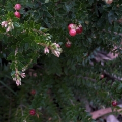 Acrothamnus montanus at Kosciuszko National Park, NSW - 8 Mar 2020