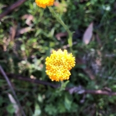 Craspedia sp. (Billy Buttons) at Kosciuszko National Park, NSW - 7 Mar 2020 by Jubeyjubes