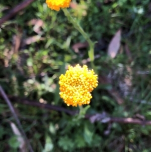 Craspedia sp. at Kosciuszko National Park, NSW - 7 Mar 2020