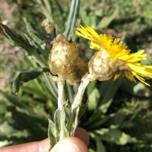 Podolepis laciniata at Kosciuszko National Park, NSW - 7 Mar 2020