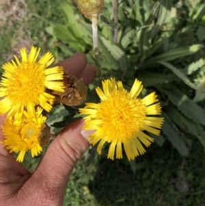 Podolepis laciniata at Kosciuszko National Park, NSW - 7 Mar 2020