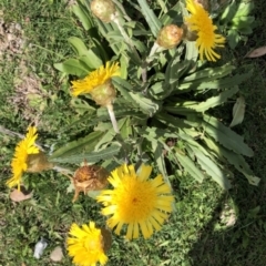 Podolepis laciniata at Kosciuszko National Park, NSW - 7 Mar 2020