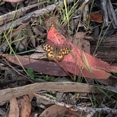 Geitoneura klugii (Marbled Xenica) at Kosciuszko National Park, NSW - 7 Mar 2020 by Jubeyjubes