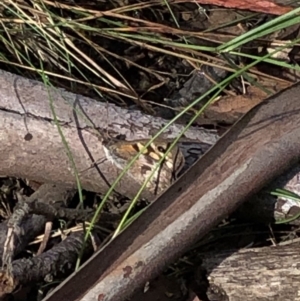 Geitoneura klugii at Kosciuszko National Park, NSW - 8 Mar 2020