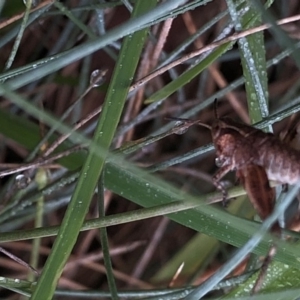 Phaulacridium vittatum at Pilot Wilderness, NSW - 8 Mar 2020