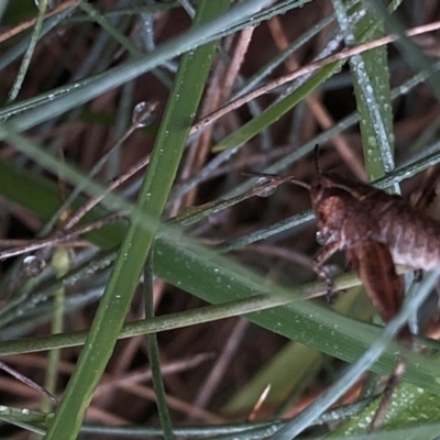 Phaulacridium vittatum (Wingless Grasshopper) at Pilot Wilderness, NSW - 8 Mar 2020 by Jubeyjubes