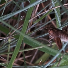 Phaulacridium vittatum (Wingless Grasshopper) at Kosciuszko National Park - 7 Mar 2020 by Jubeyjubes
