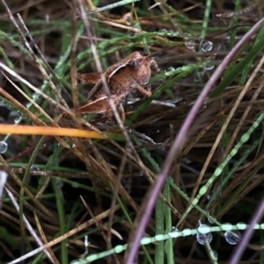 Phaulacridium vittatum at Pilot Wilderness, NSW - 8 Mar 2020