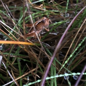 Phaulacridium vittatum at Pilot Wilderness, NSW - 8 Mar 2020