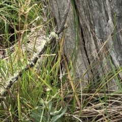 Poa (genus) (A Snow Grass) at Pilot Wilderness, NSW - 8 Mar 2020 by Jubeyjubes