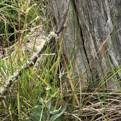 Poa (genus) (A Snow Grass) at Pilot Wilderness, NSW - 8 Mar 2020 by Jubeyjubes