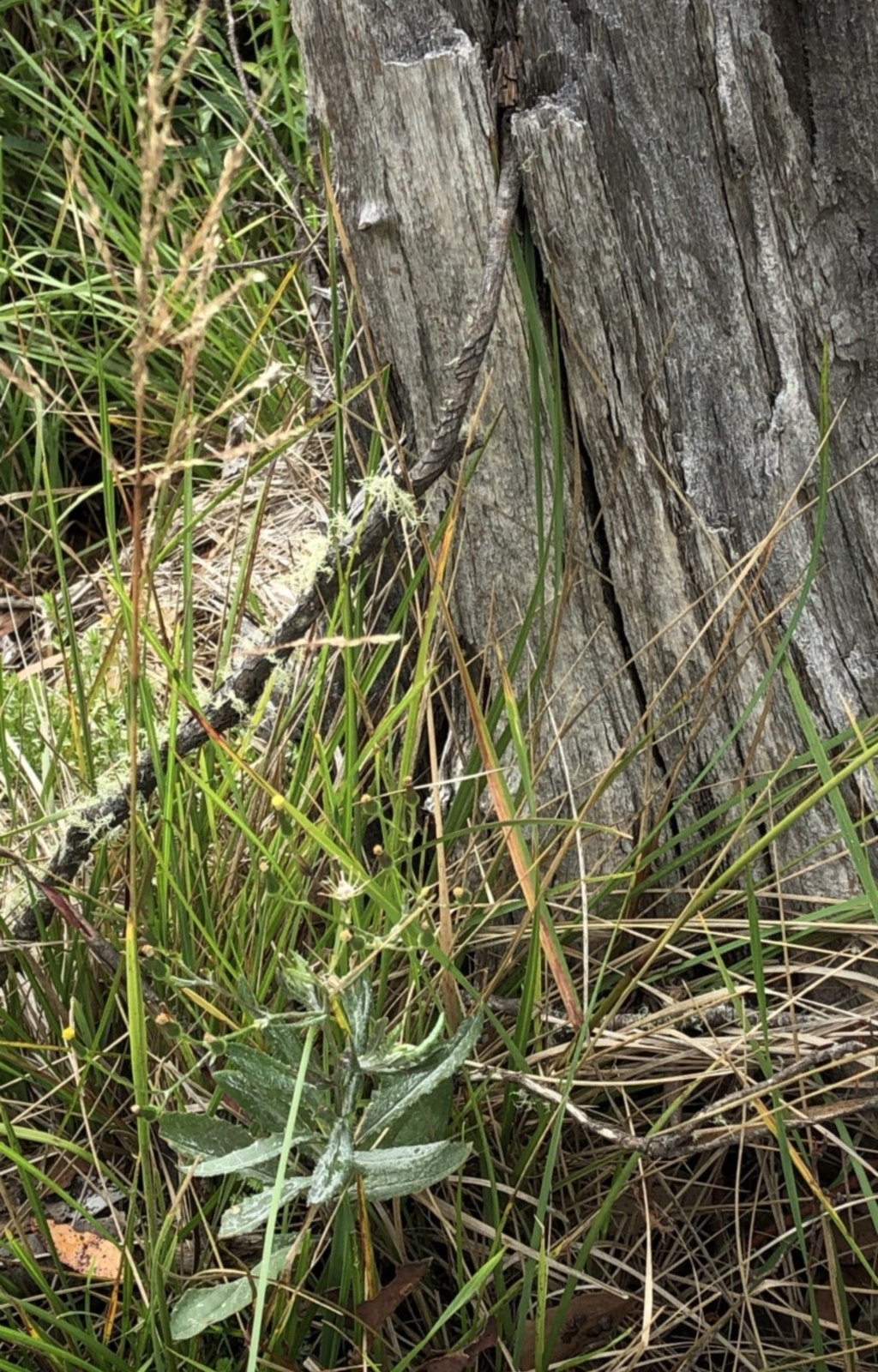 Poa sp. (genus) at Pilot Wilderness, NSW - 8 Mar 2020