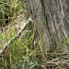 Poa sp. (genus) (A snow grass) at Pilot Wilderness, NSW - 7 Mar 2020 by Jubeyjubes