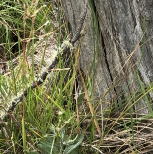 Poa sp. (genus) at Pilot Wilderness, NSW - 8 Mar 2020