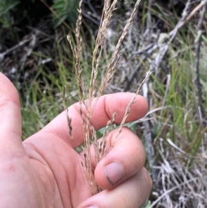 Poa sp. at Pilot Wilderness, NSW - 8 Mar 2020