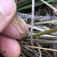 Poa sp. at Pilot Wilderness, NSW - 8 Mar 2020