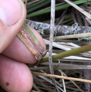 Poa sp. at Pilot Wilderness, NSW - 8 Mar 2020