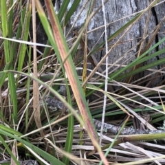 Poa sp. at Pilot Wilderness, NSW - 8 Mar 2020