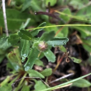 Brachyscome aculeata at Pilot Wilderness, NSW - 8 Mar 2020