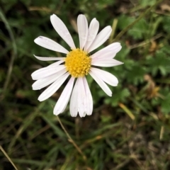 Brachyscome aculeata at Pilot Wilderness, NSW - 8 Mar 2020