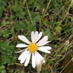 Brachyscome aculeata at Pilot Wilderness, NSW - 8 Mar 2020