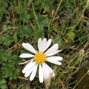 Brachyscome aculeata at Pilot Wilderness, NSW - 8 Mar 2020