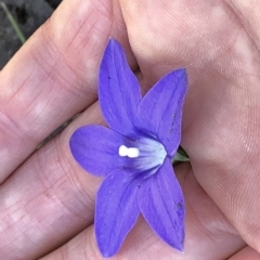 Wahlenbergia gloriosa (Royal Bluebell) at Kosciuszko National Park, NSW - 7 Mar 2020 by Jubeyjubes