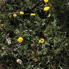Leptorhynchos squamatus subsp. alpinus at Pilot Wilderness, NSW - 7 Mar 2020