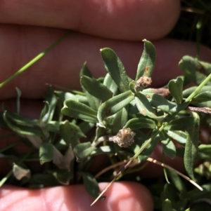 Leptorhynchos squamatus subsp. alpinus at Pilot Wilderness, NSW - 7 Mar 2020