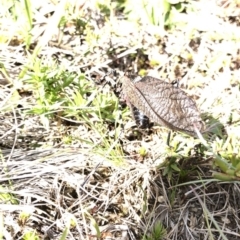 Acripeza reticulata (Mountain Katydid) at Kosciuszko National Park - 7 Mar 2020 by Jubeyjubes