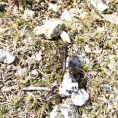 Acripeza reticulata at Kosciuszko National Park, NSW - 7 Mar 2020