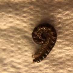 Diplopoda sp. (class) (Unidentified millipede) at Aranda, ACT - 5 Mar 2020 by Jubeyjubes