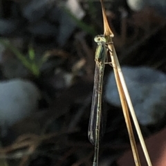 Ischnura aurora (Aurora Bluetail) at Aranda, ACT - 6 Mar 2020 by Jubeyjubes