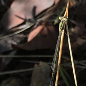 Ischnura aurora at Aranda, ACT - 6 Mar 2020