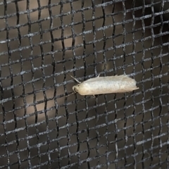 Oecophoridae (family) at Aranda, ACT - 6 Mar 2020