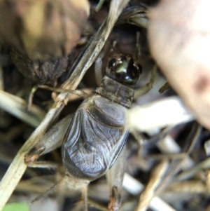 Eurygryllodes diminutus at Aranda, ACT - 6 Mar 2020