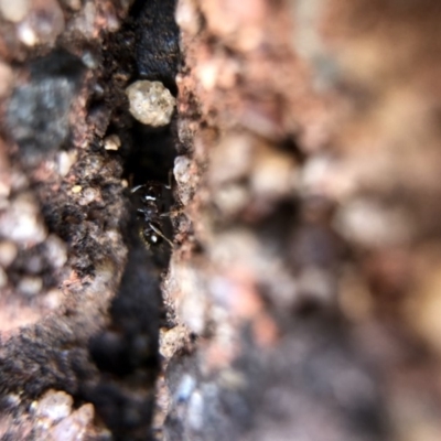 Crematogaster sp. (genus) (Acrobat ant, Cocktail ant) at Aranda, ACT - 6 Mar 2020 by Jubeyjubes