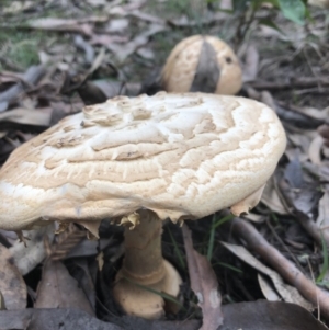 Amanita ochrophylla group at Pambula Beach, NSW - 3 Mar 2020