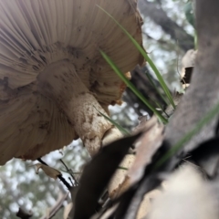 Amanita ochrophylla group at Pambula Beach, NSW - 3 Mar 2020 05:08 PM