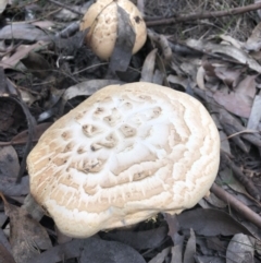 Amanita ochrophylla group at Pambula Beach, NSW - 3 Mar 2020 05:08 PM