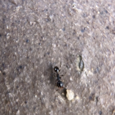 Pheidole sp. (genus) (Seed-harvesting ant) at Aranda, ACT - 9 Mar 2020 by Jubeyjubes