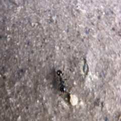 Pheidole sp. (genus) (Seed-harvesting ant) at Aranda, ACT - 9 Mar 2020 by Jubeyjubes