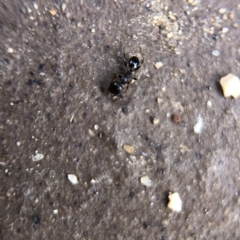 Pheidole sp. (genus) at Aranda, ACT - 9 Mar 2020