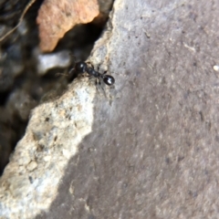 Pheidole sp. (genus) at Aranda, ACT - 9 Mar 2020 03:30 PM